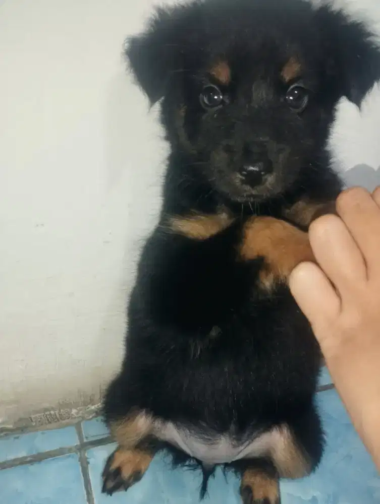 Anak anjing kampung betina