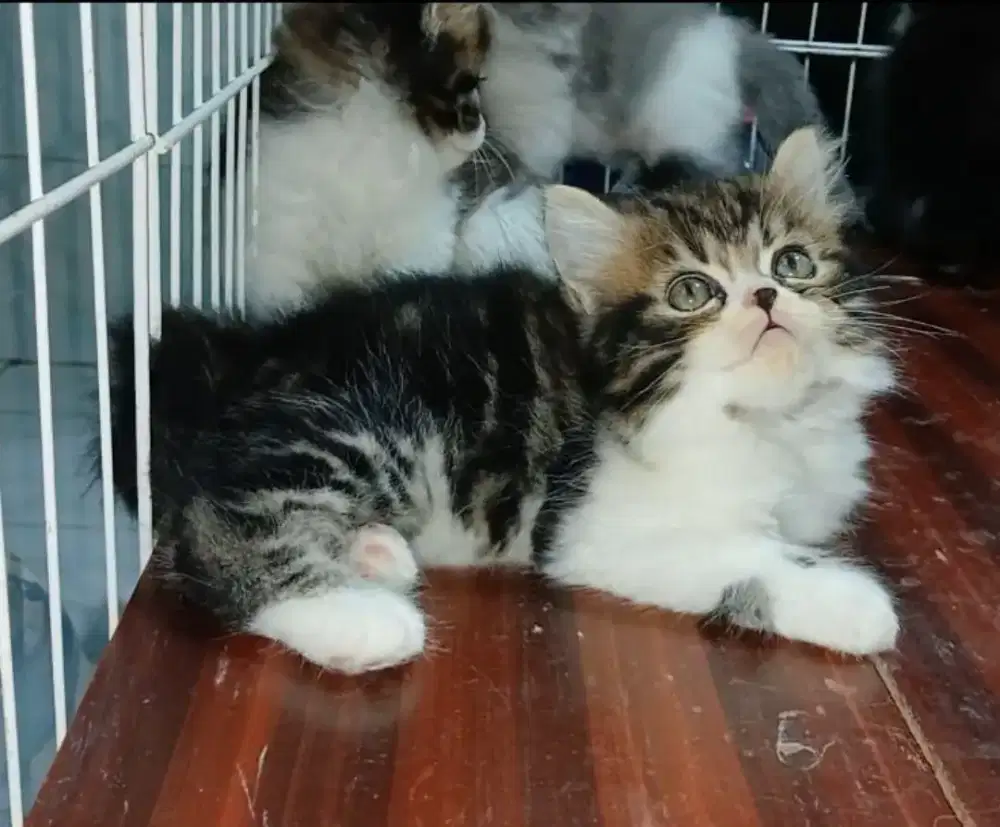 Kitten persian lucu