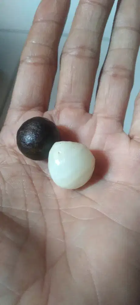 Batu akik. Mustika kelor vs kentas kelapa.