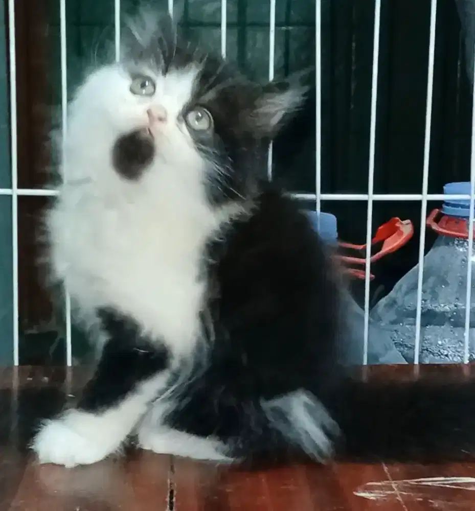 Kitten persia lucu