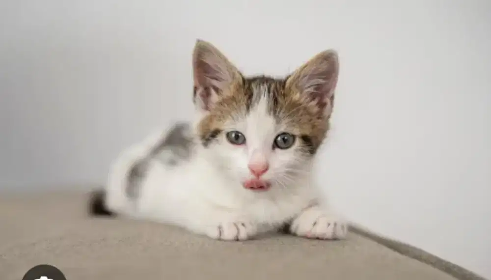 Kucing betina lincqh anakan 3 bulan mahar 200 rb