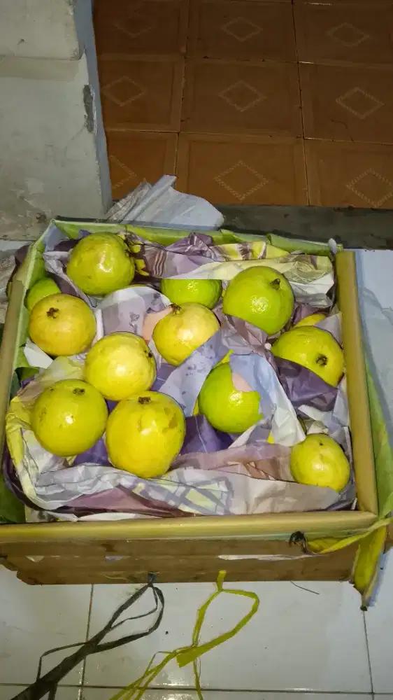 Jual buah jambu biji merah,,