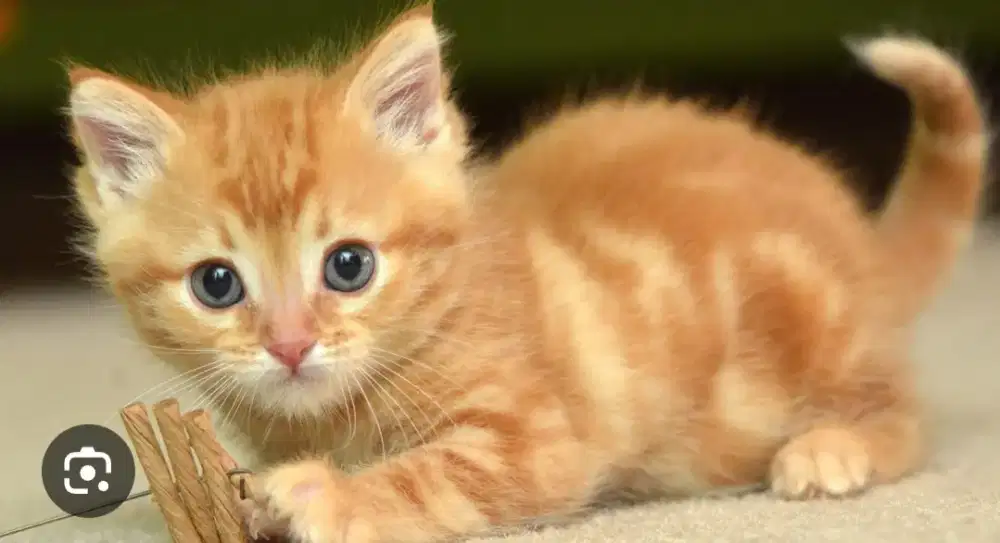 Kucing lucu anakan 3 bulan coklat lincah jantan mahar 500