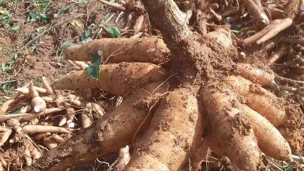 Singkong/Ubi Kayu Pulen