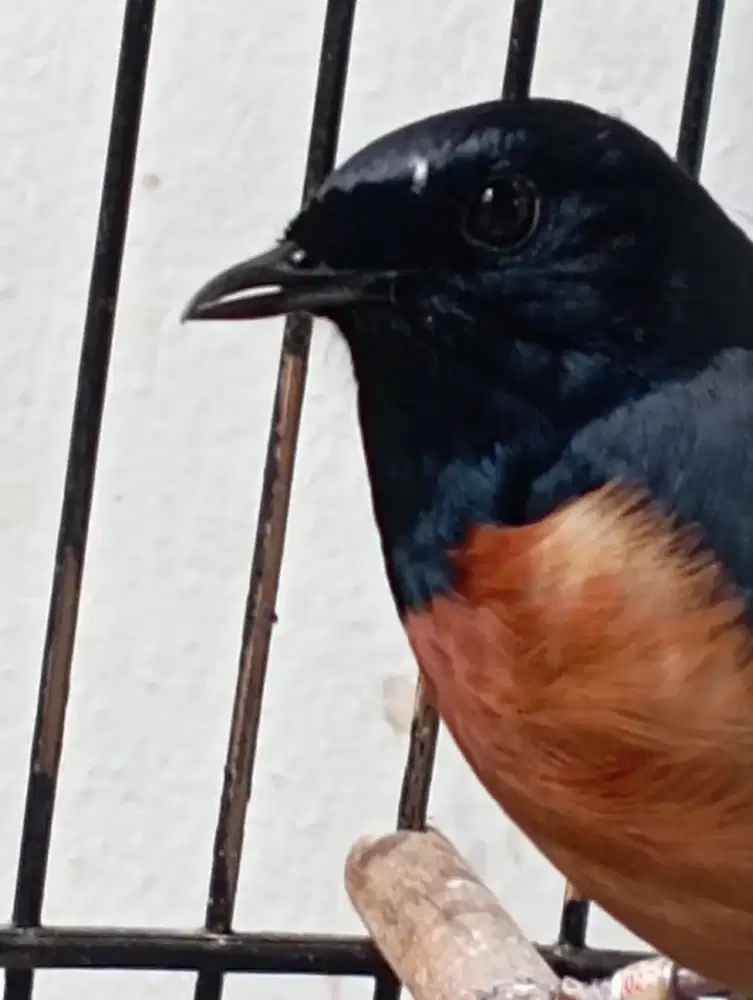 Murai batu antik volume keras