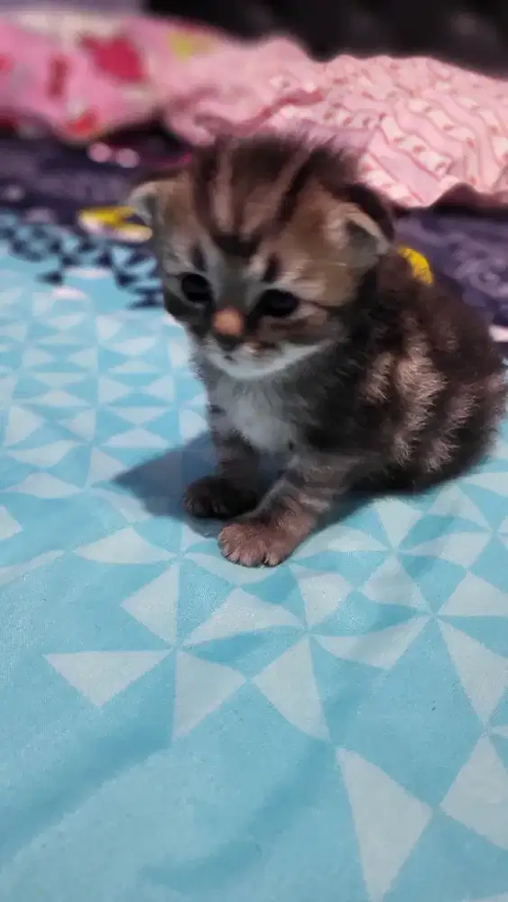 Kitten bsh mix marble british