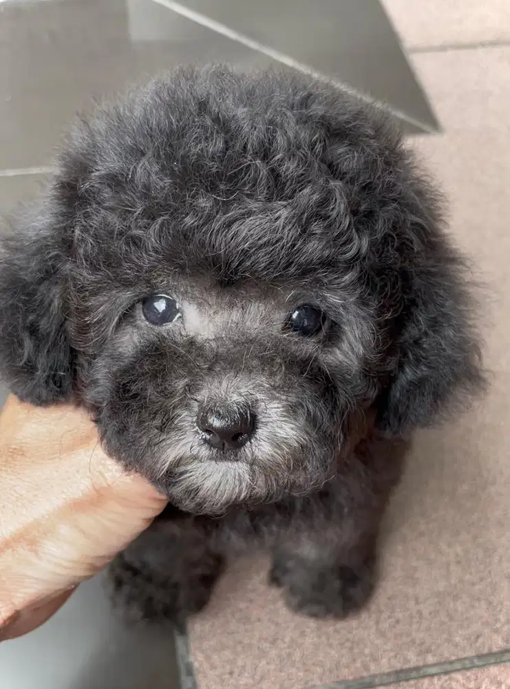 Poodle silver betina