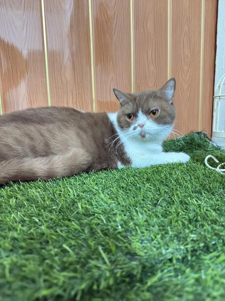 Cinnamon ped wcf 1,5 tahun , proven 3 kali