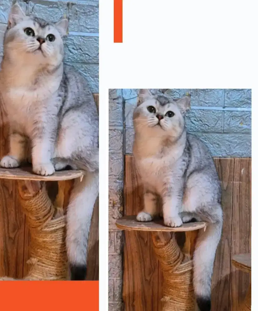 British Short Hair Silver Jantan Line Ped