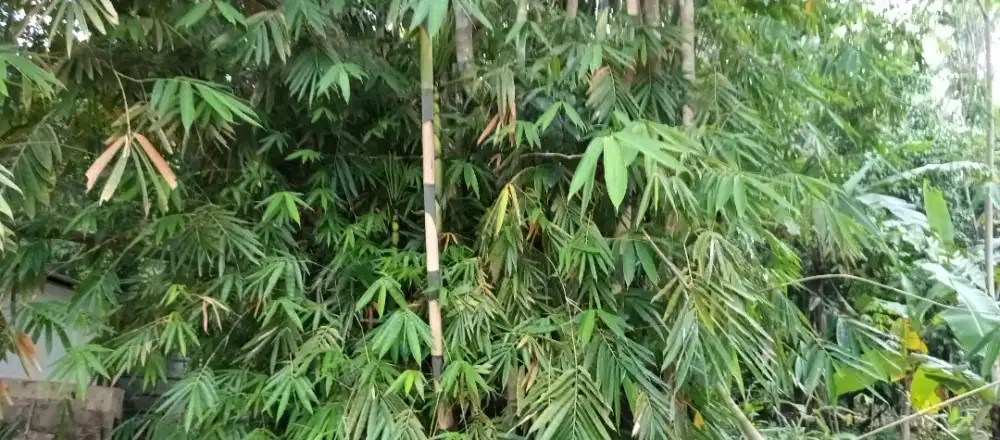 Bambu untuk steger proyek, tiang, pagar dan lain lain