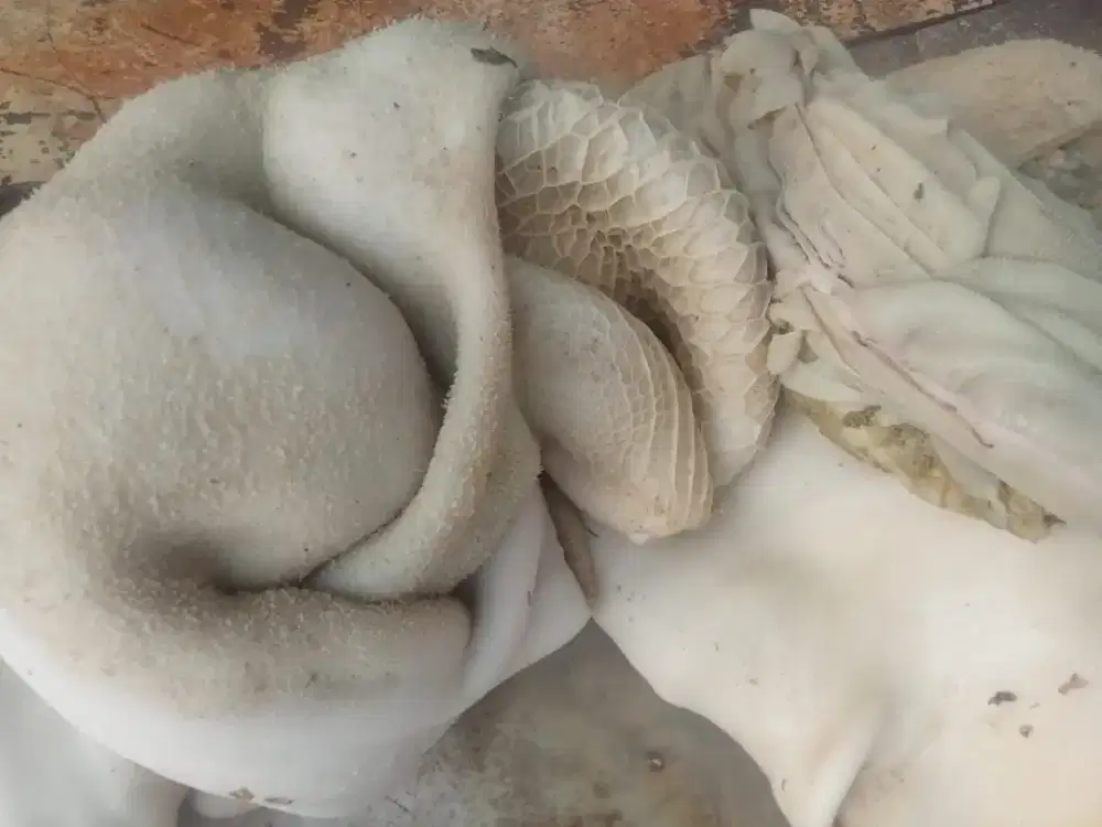 Jeroan SAPI BABAD, USUS, PARU, GAJEH