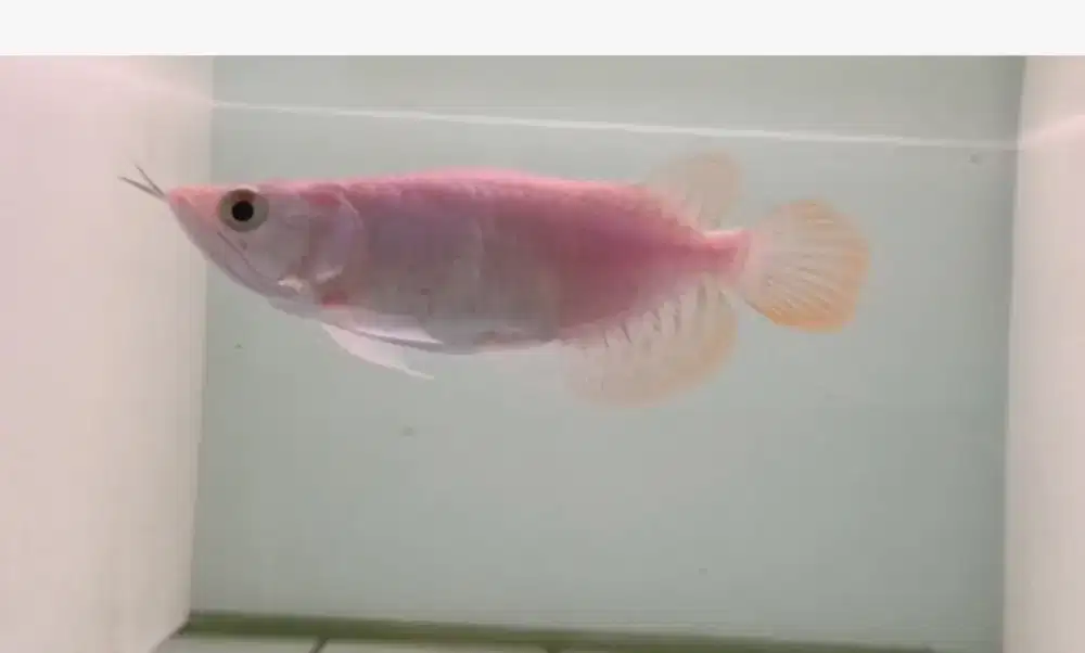 Arwana Super Red Short Body 13cm