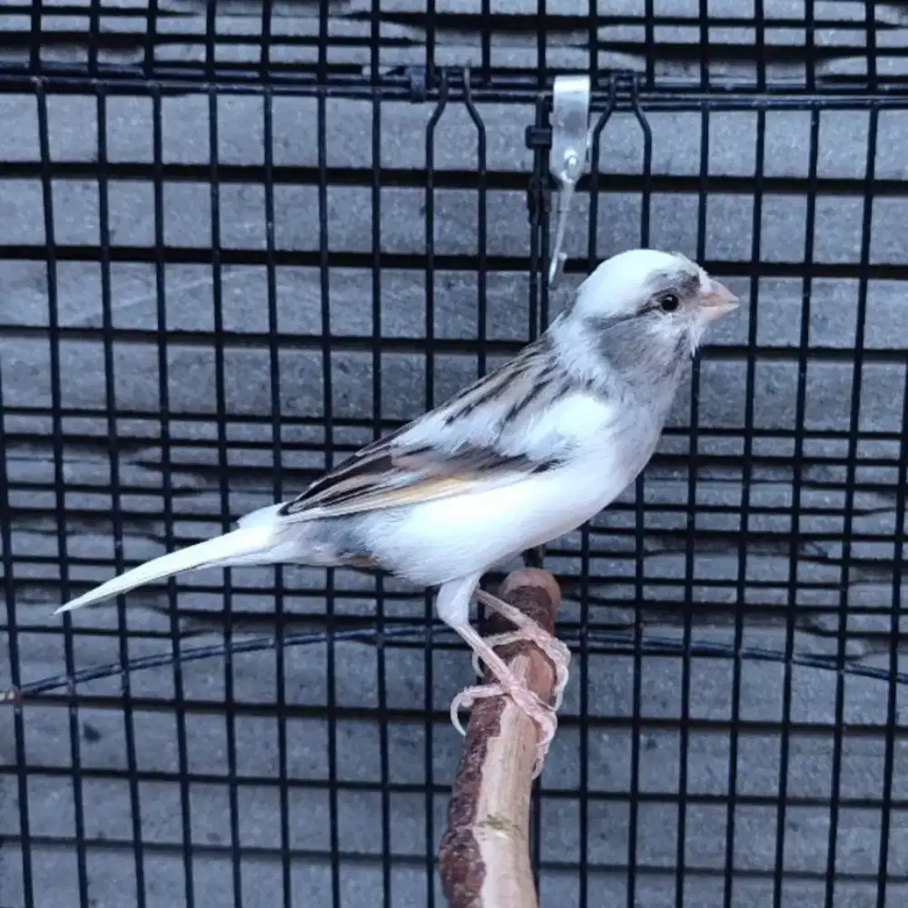 Loper Panda Paud Jantan