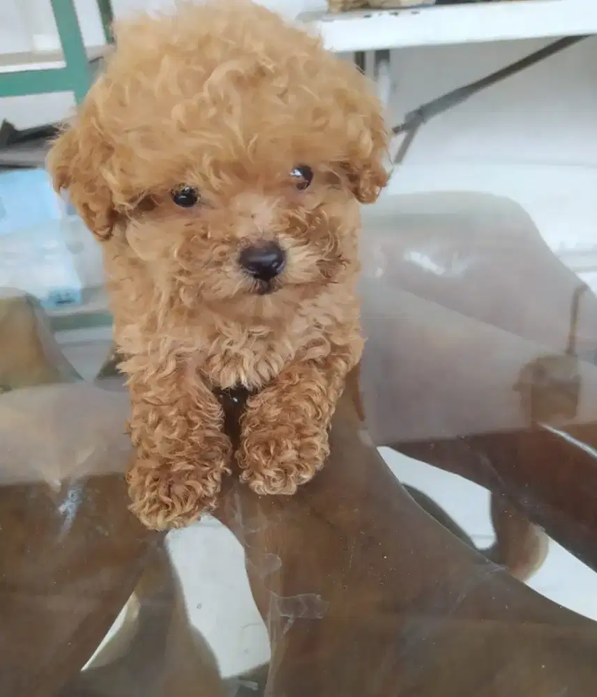 tiny red poodle female