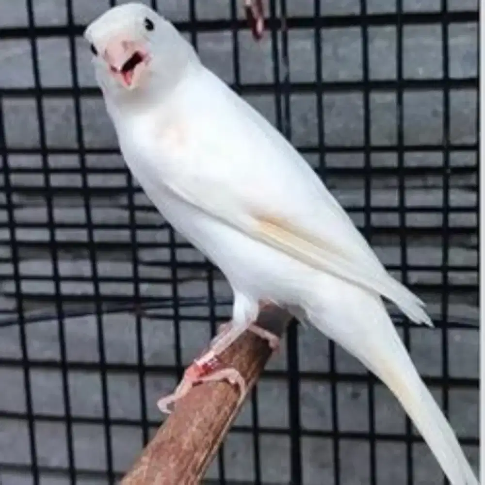 Kenari Loper Putih Solid Jantan