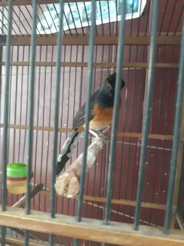 Muray ring pastol wiksar