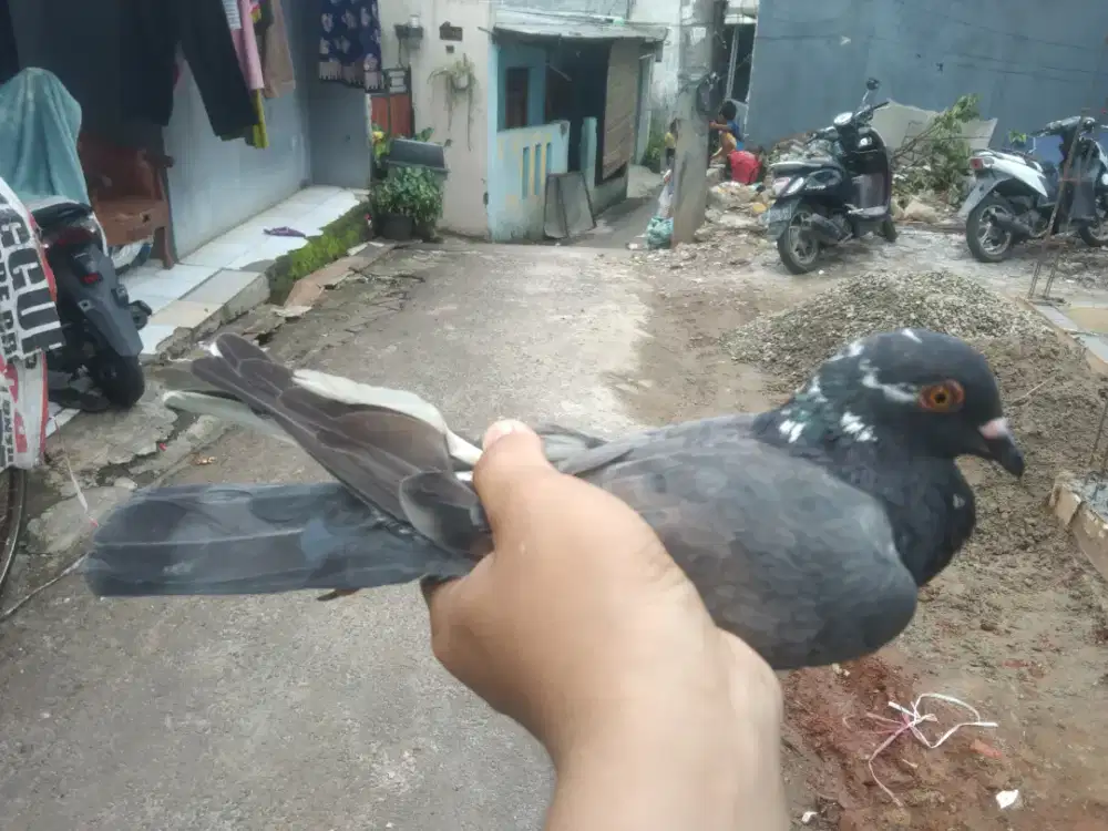 Burung dara cewean megan selap super lenjeh di tinggal lakian nya ilng