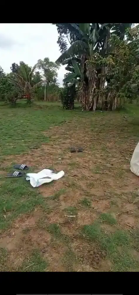 menjual sgala macam rumput,Peking,gajah mini,Swis,golp.dll