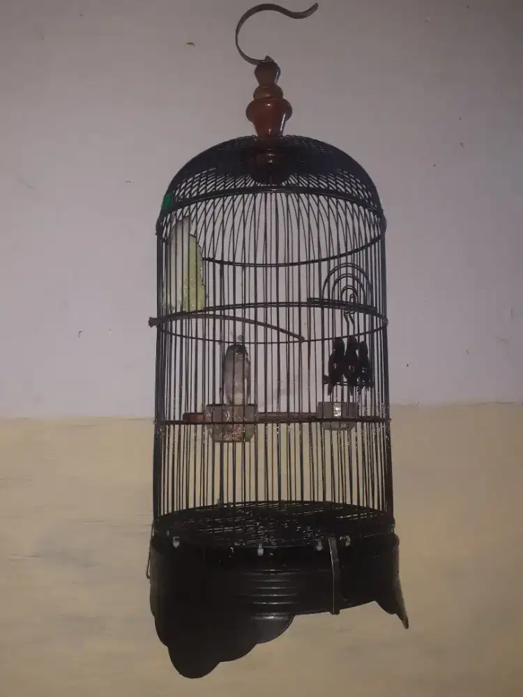 Jual burung kenari betina
