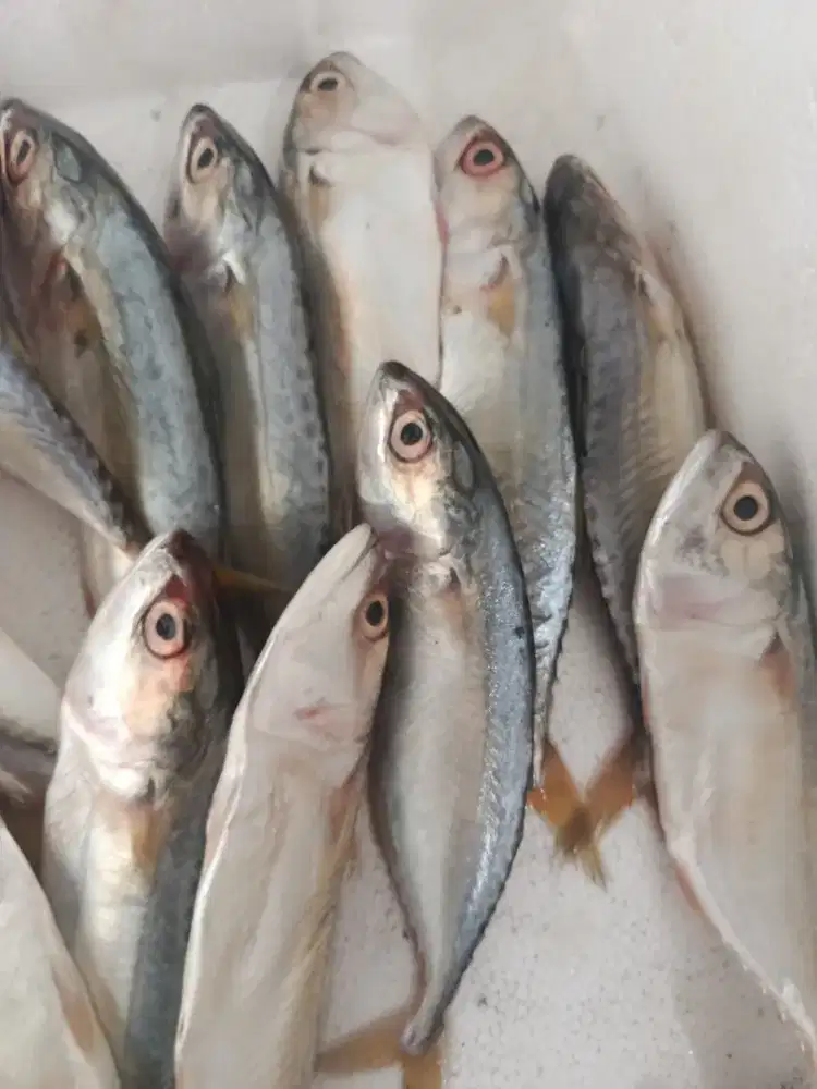 Ikan Gembung - Banyar 440gr