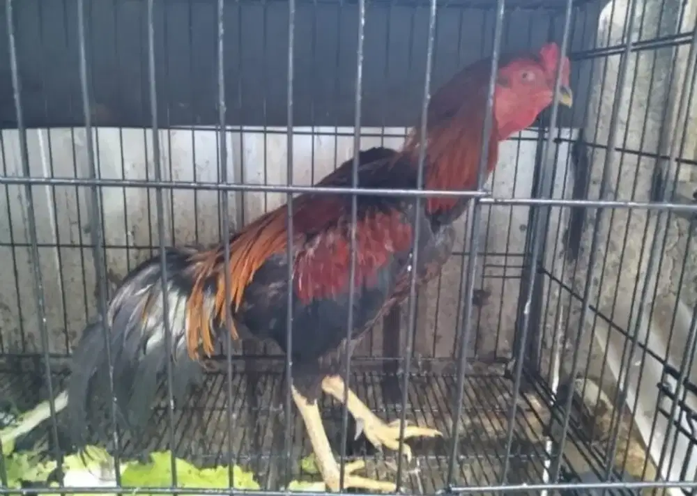Jual ayam kampung hidup/potong