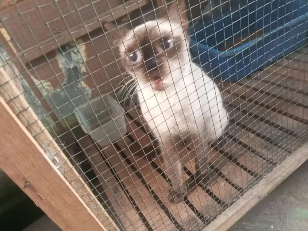 Kucing Siam mata biru betina