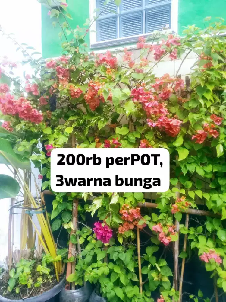 BUNGA BUGENVIL 3WARNA