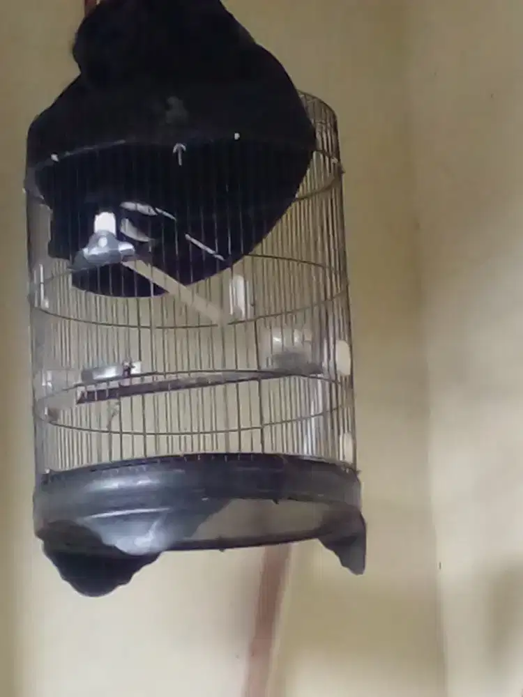 Kacer Sudah Rajin Bunyi