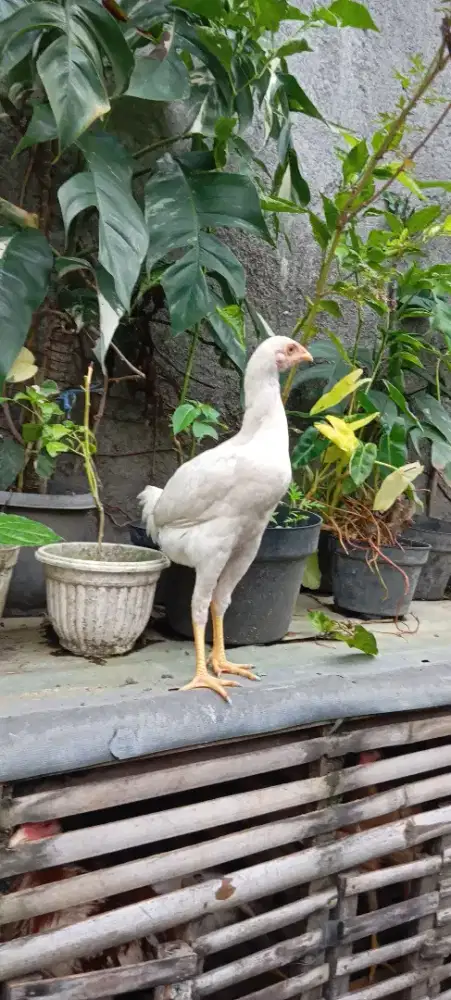 Ayam  jowo muda