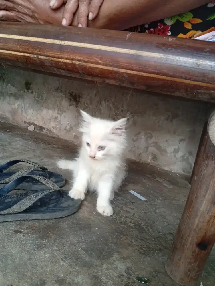 Lepas Adopt kitten persia