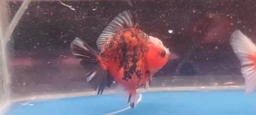 Koki oranda sort tail(sb) 9cm bulet pisan