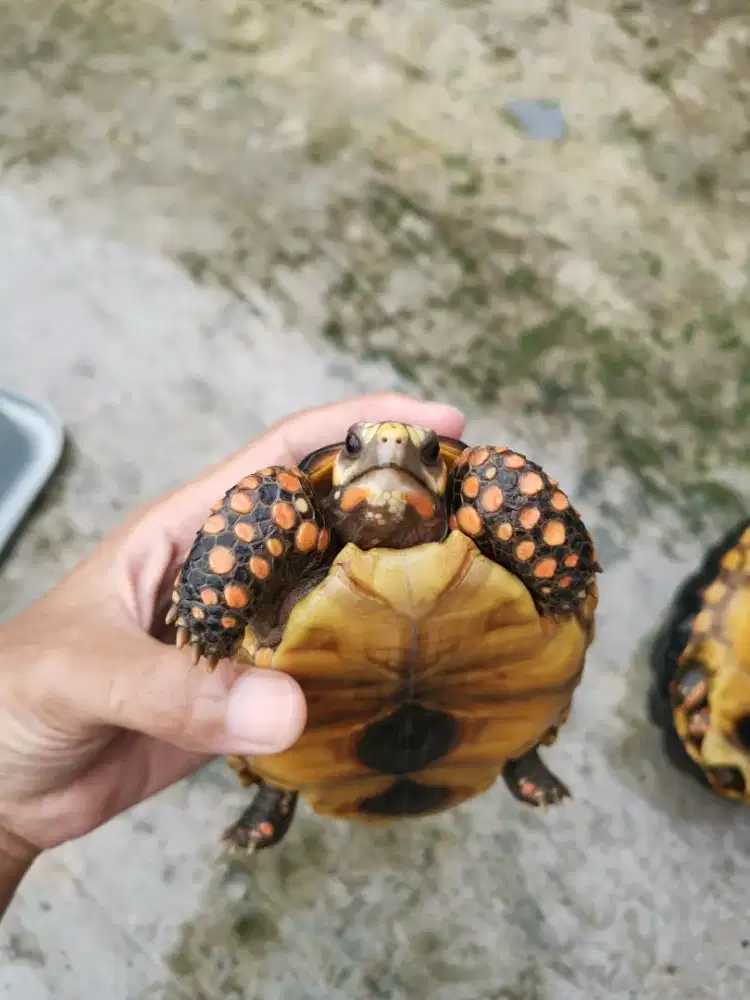 Redfoot tortoise