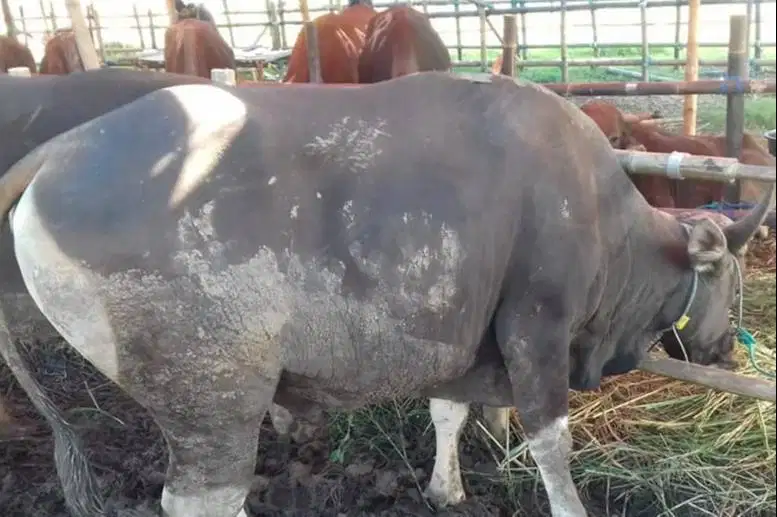 25 ekor sapi bali 300kiloUP buat pedagang qurban musiman sistem kiloan