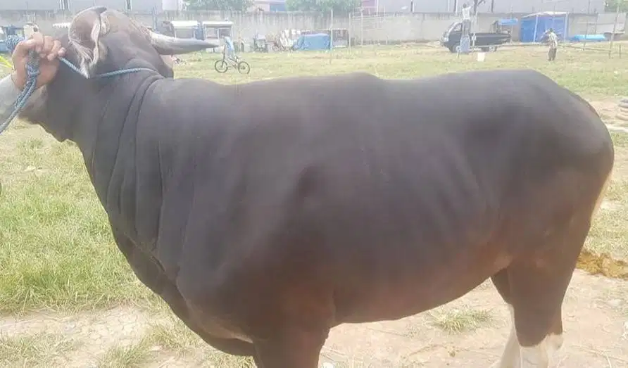25 ekor sapi bali 300kiloUP buat pedagang qurban musiman sistem kiloan
