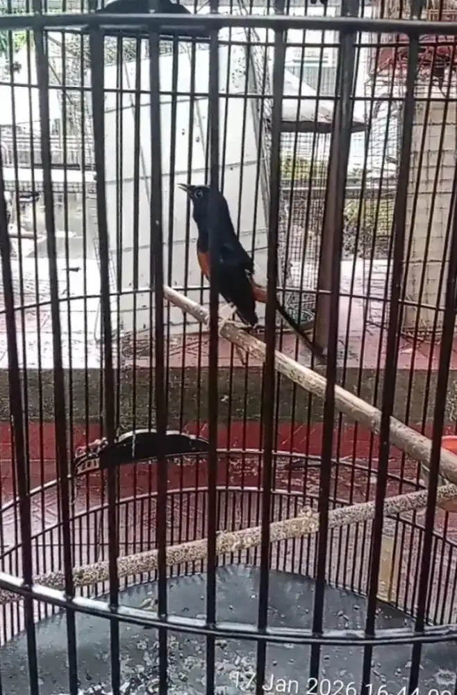 Mh pastol jln lapangan