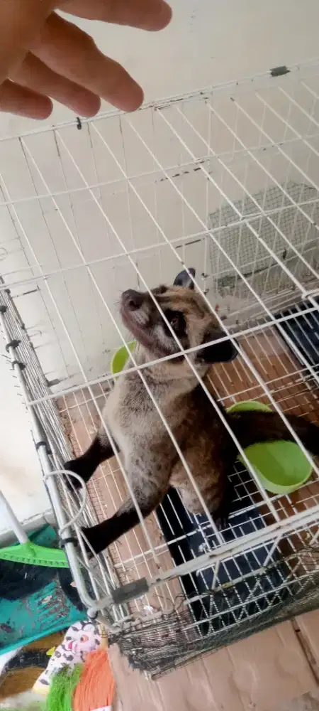 Musang Pandan Betina Jinak + Kandang