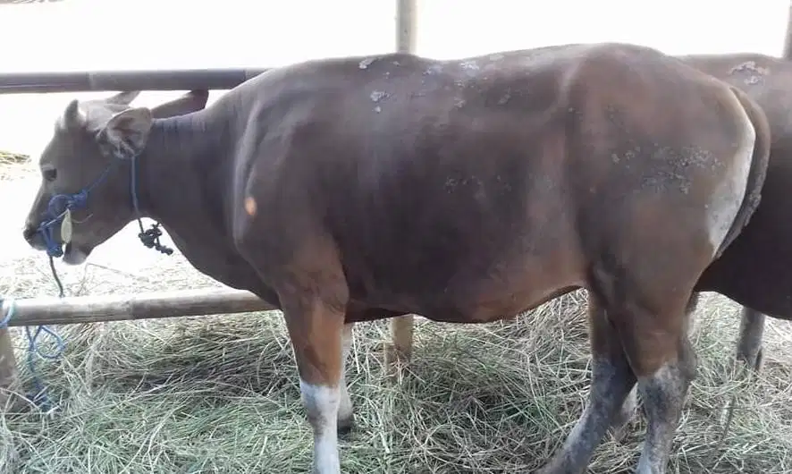 borongan 25 ekor sapi bali 300kiloan buat pedagang kurban musiman 2026