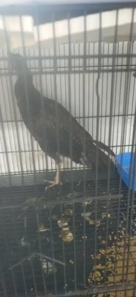 JANTAN AYAM HUTAN HIJAU