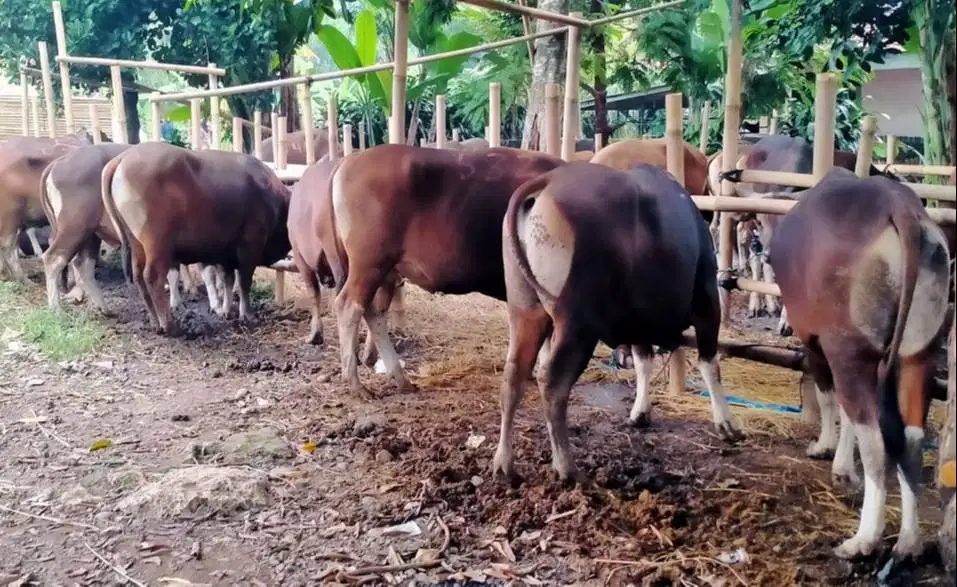 paket 25 ekor sapi bali 300kiloan buat pedagang kurban musiman 2026 ok