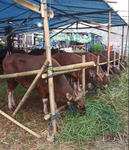 paket 25 ekor sapi bali 300kiloan buat pedagang kurban musiman 2026 ok
