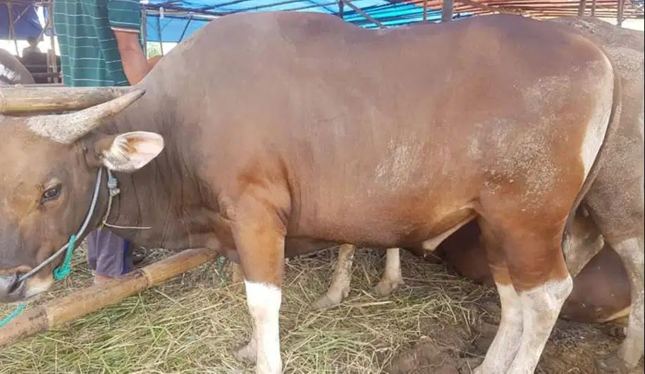 paket 25 ekor sapi bali 300kiloan buat pedagang kurban musiman 2026 ok