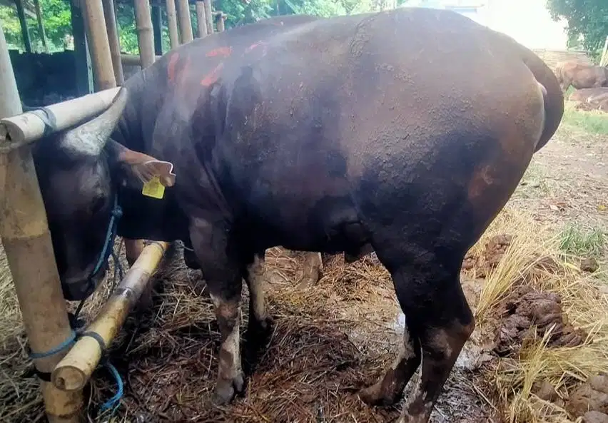 25 ekor sapi bali 300kiloan buat pedagang qurban musiman 2026 kiloan