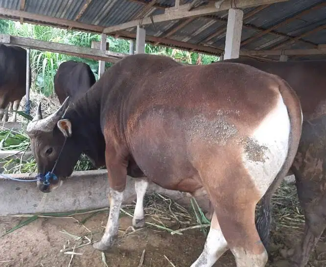 25 ekor sapi bali 300kiloan buat pedagang qurban musiman 2026 kiloan