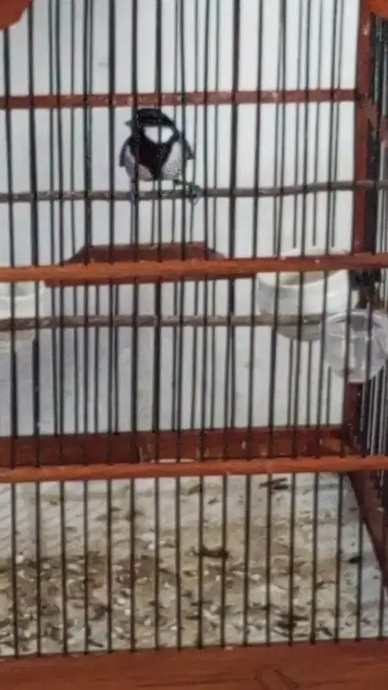 Gelatik batu+kandang no 4