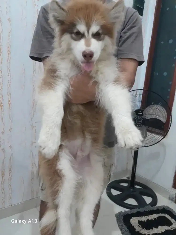 PUPPIES SIBERIAN HUSKY JANTAN