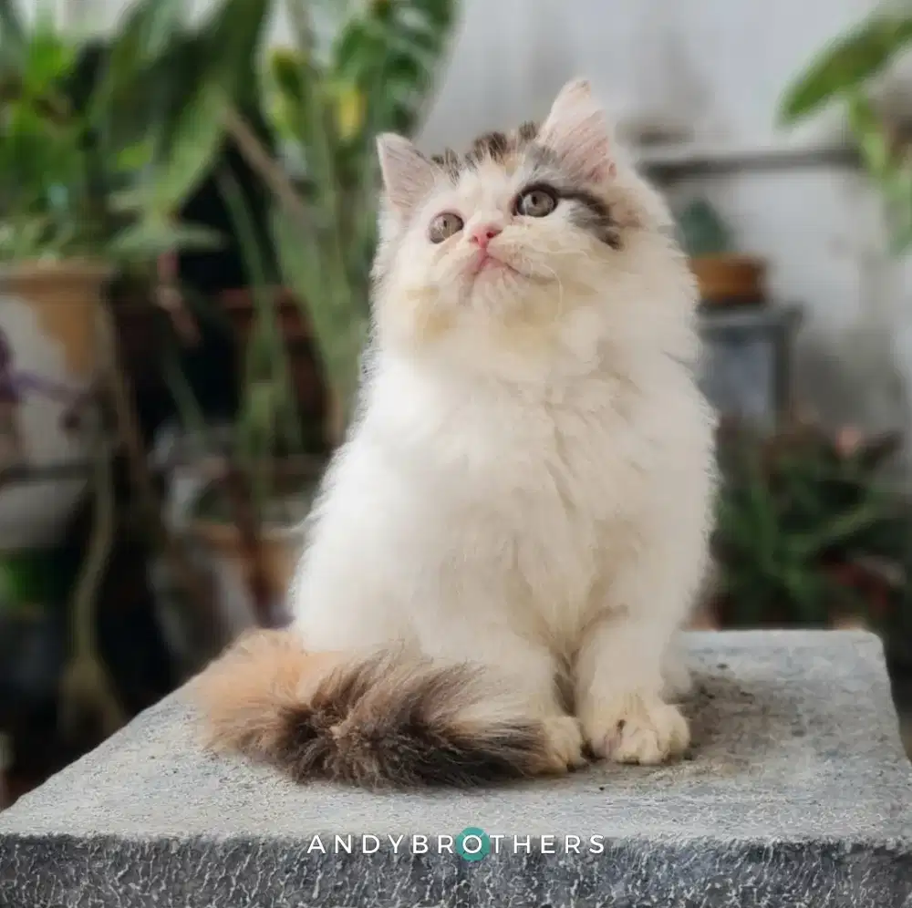 LEPAS ADOPSI Kucing Kitten Persia Flatnose x Peaknose Longhair BETINA