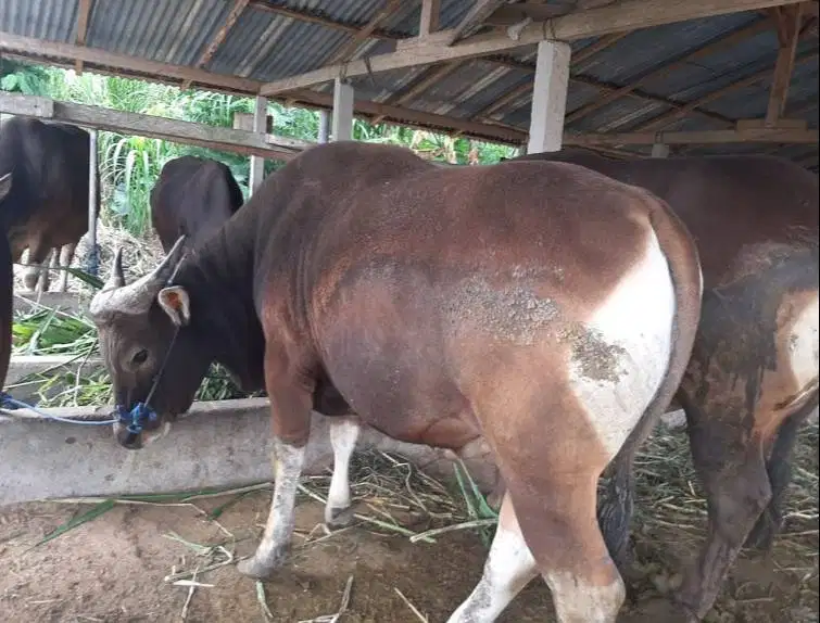 promo 25 ekor sapi bali 300kiloUP buat pedagang kurban musiman 2026 ok