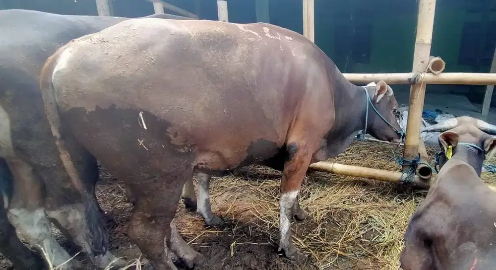 promo 25 ekor sapi bali 300kiloUP buat pedagang kurban musiman 2026 ok