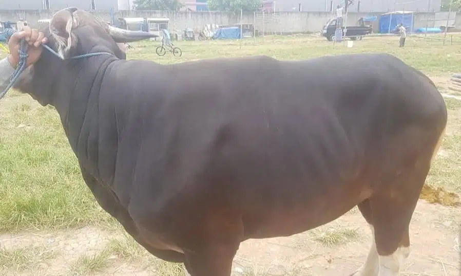 25 ekor sapi bali 300kiloan untuk pedagang kurban 2026 sistem kiloan