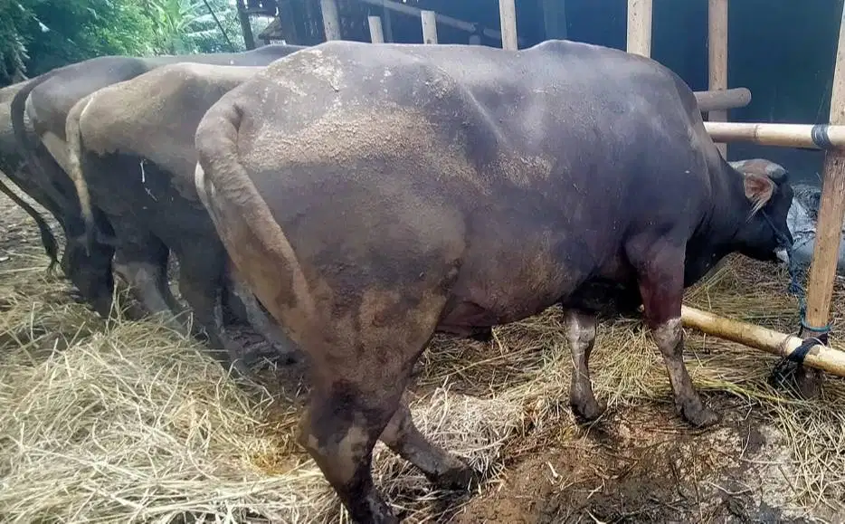 25 ekor sapi bali 300kiloan untuk pedagang kurban 2026 sistem kiloan